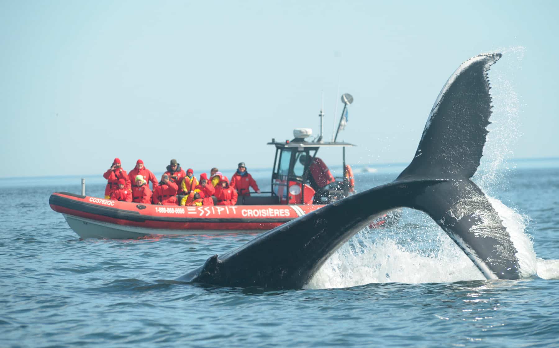 croisiere-baleine-coup-de-coeur-gaspesie-quebec-le-mag