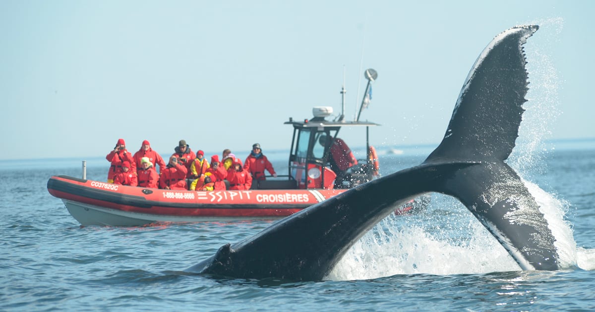 Un zodiac de Croisières Essipit à proximité d'une baleine à Tadoussac - Photo Croisières Essipit