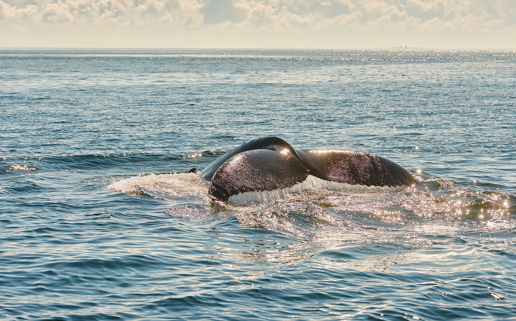 experience-baleine-croisiere-essipit-croisiere-baleine-quebec-le-mag