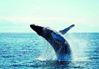 Aperçu contenu Québec L'Essentiel - Baleine dans le Saint-Laurent
