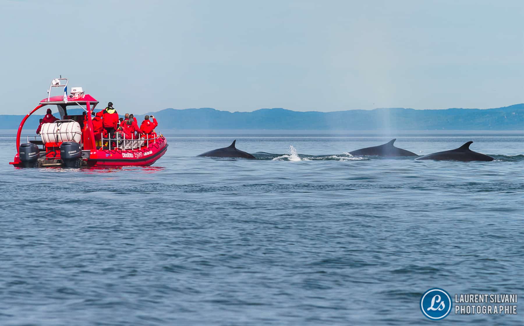 vue-baleines-croisiere-essipit-croisiere-baleine-quebec-le-mag