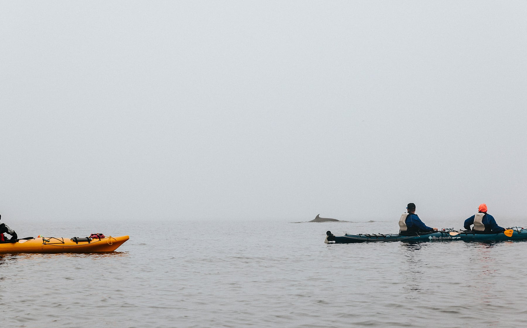 croisiere-baleine-tourisme-autochtone-quebec-le-mag