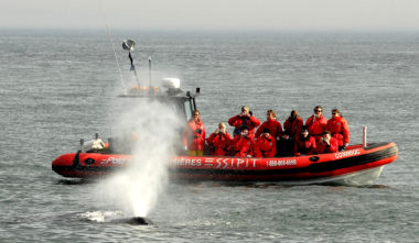 Le souffle d'une baleine à Tadoussac, depuis un zodiac de Croisières Essipit - Photo Croisières Essipit