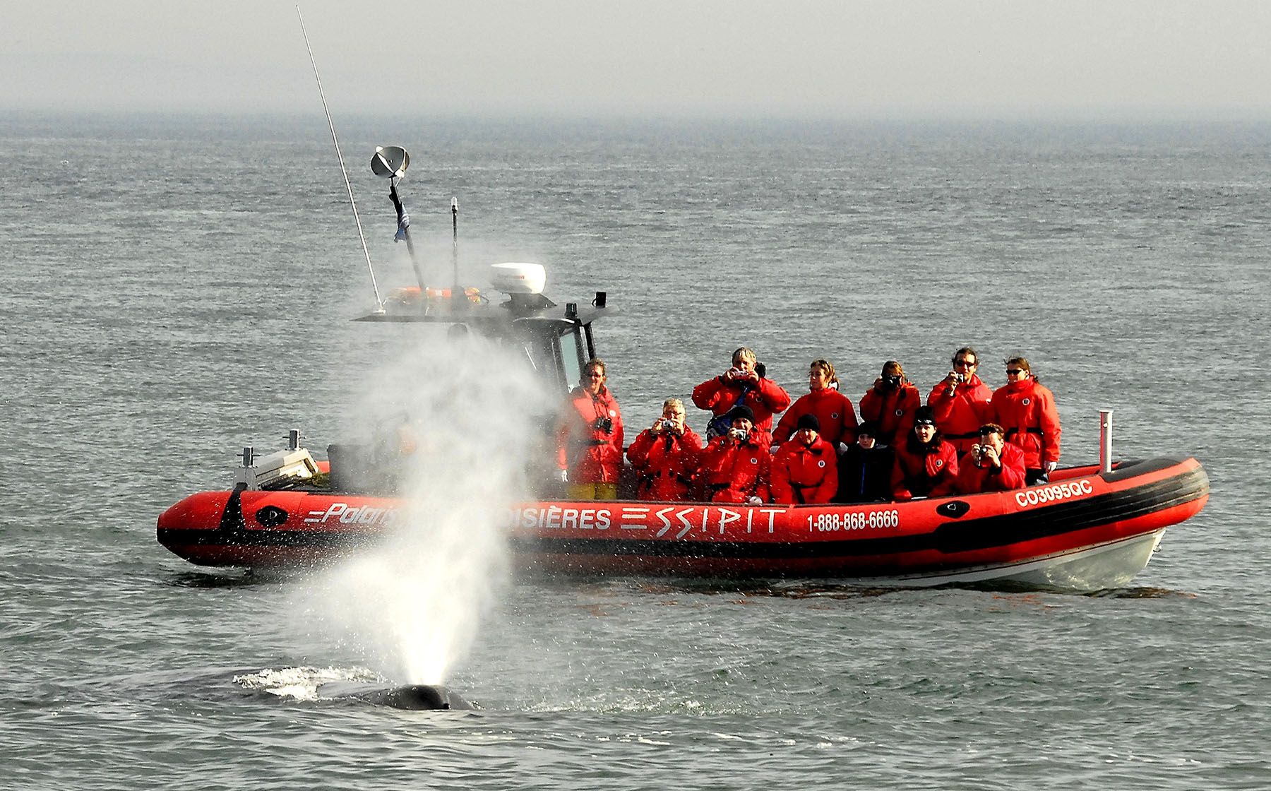 Le souffle d'une baleine à Tadoussac, depuis un zodiac de Croisières Essipit - Photo Croisières Essipit