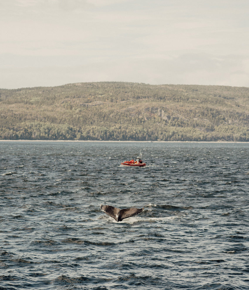Croisière aux baleines en Charlevoix - Photo : Tourisme Charlevoix