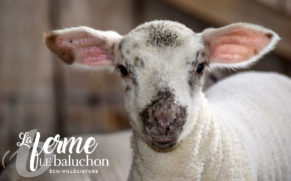 ferme-le-baluchon-eco-villegiature-mauricie-quebec-le-mag