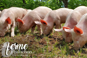 la-ferme-le-baluchon-eco-villegiature-mauricie-quebec-le-mag