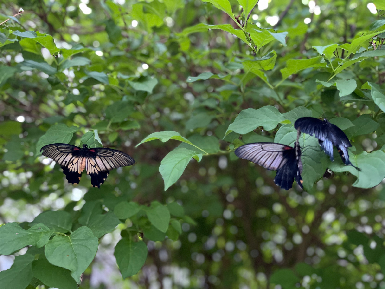 New Foundland Insertarium- Visite de Terre-Neuve et Labrador - Québec Le Mag