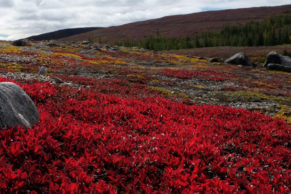 Mushuau Nipi - Tourisme Autochtone Québec