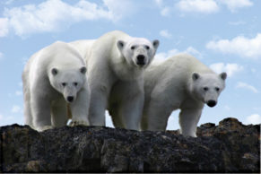 Aventures Inuit - Nunavik - Québec Le Mag