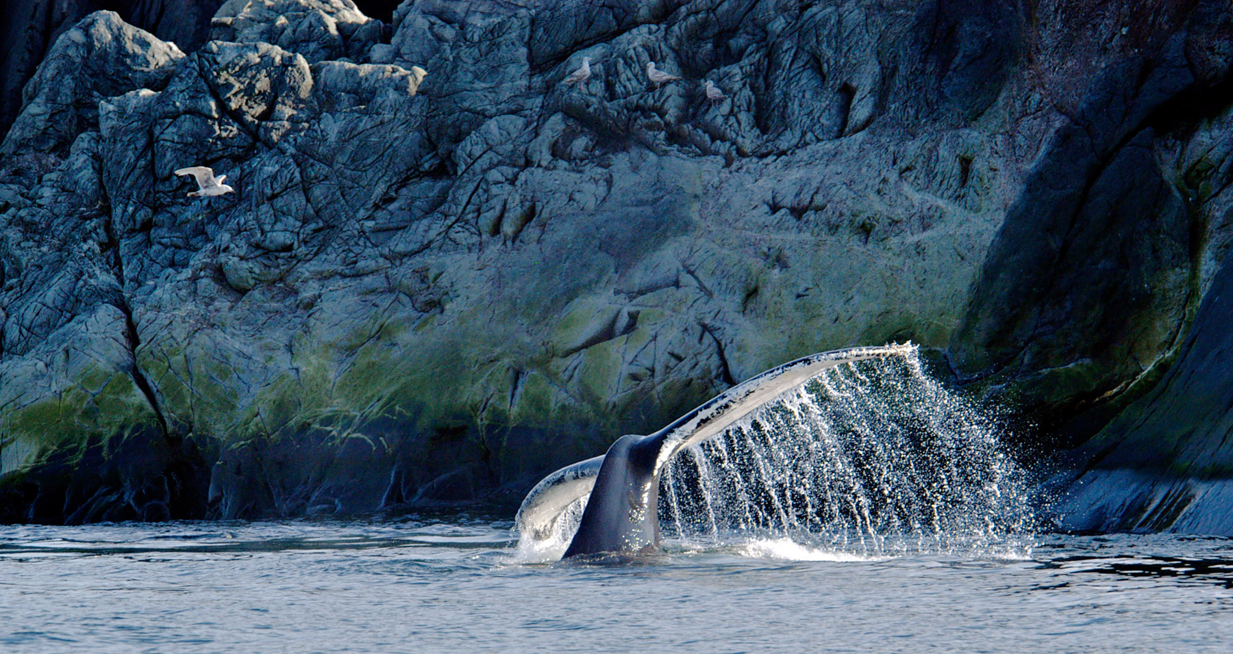 Observation des baleines au large de Terre-Neuve - Québec Le Mag