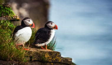 Terre-Neuve et Labrador abrite une large colonie de macareux moines - Québec Le Mag