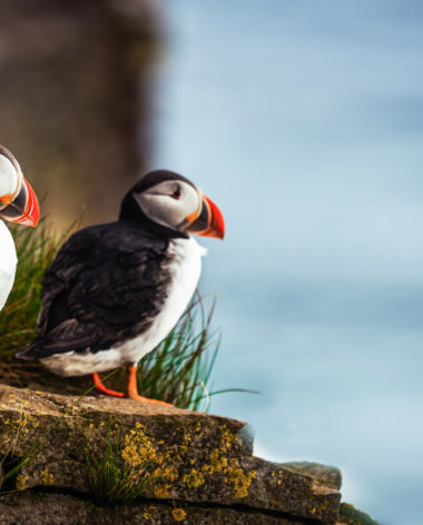 Terre-Neuve et Labrador abrite une large colonie de macareux moines - Québec Le Mag