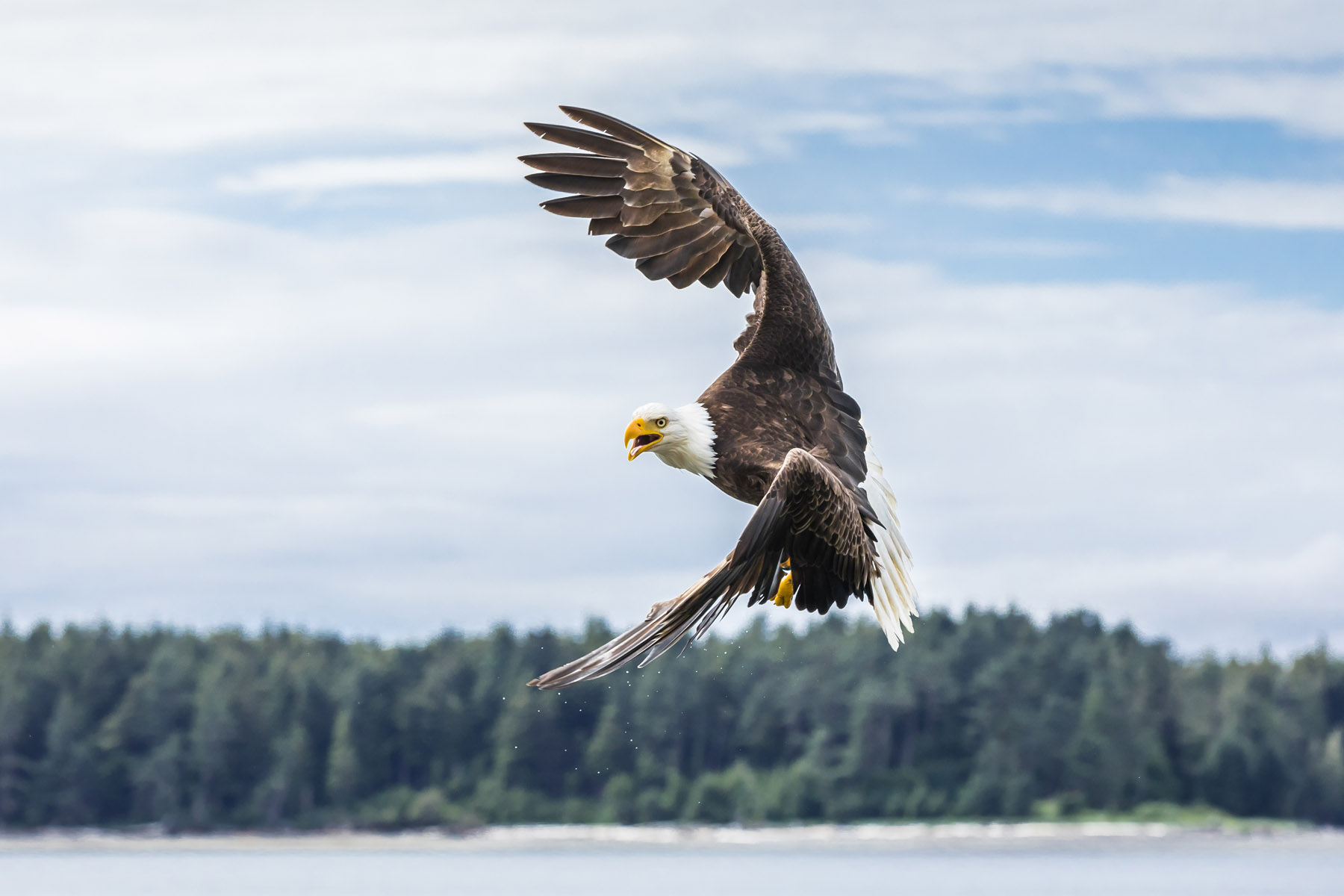 Pygargue à tête blanche, l’aigle emblème des États-Unis, dans le ciel de Terre-Neuve - Québec Le Mag
