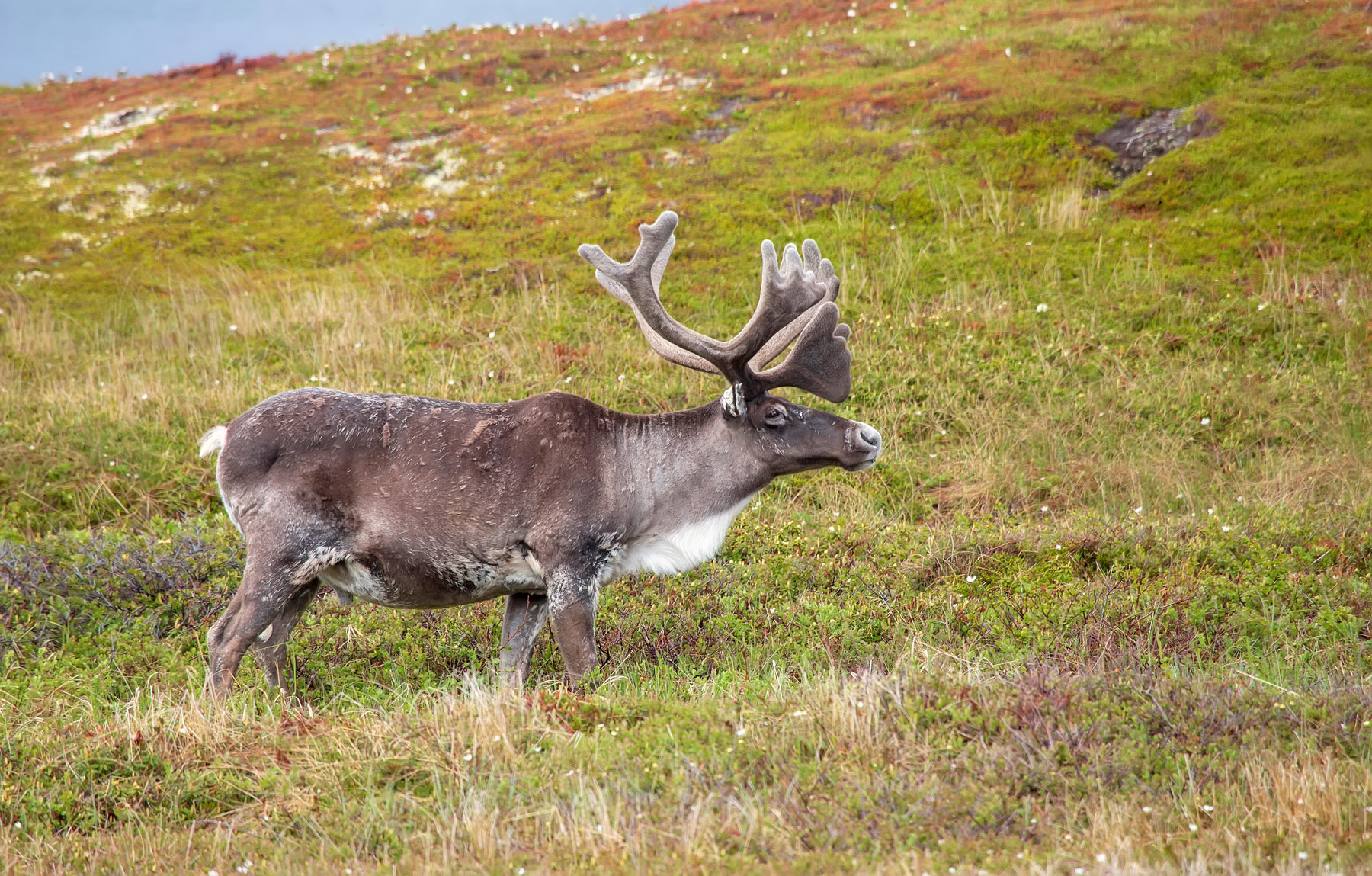 Caribou près de Goose Cove, Terre-Neuve - Québec Le Mag