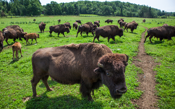 La terre des bisons