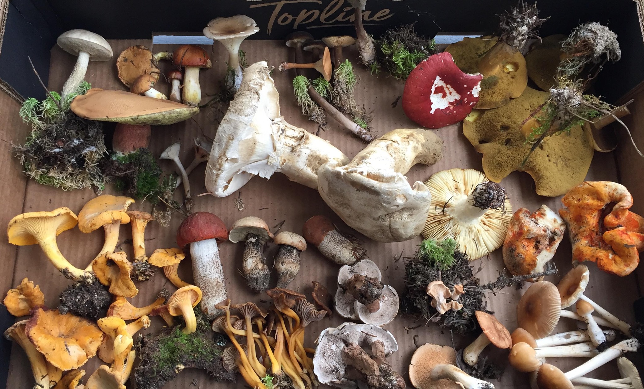 Les champignons du Lac-Edouard - Mauricie 