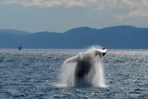 Baleine à bosse - cliché pris lors d'une croisière avec Saguenay Aventures