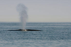 Observation des baleines avec Essipit