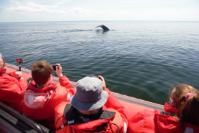 Croisière aux baleines en Zodiac avec Essipit