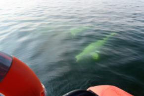 Observation des bélugas à Tadoussac