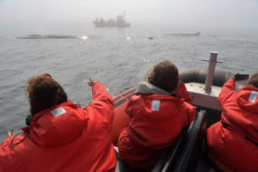 Observation des baleines avec Essipit