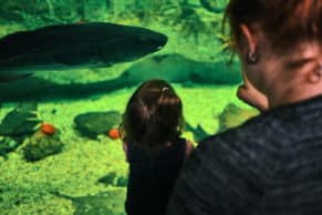 Musée du Fjord Aquarium du Fjord 2