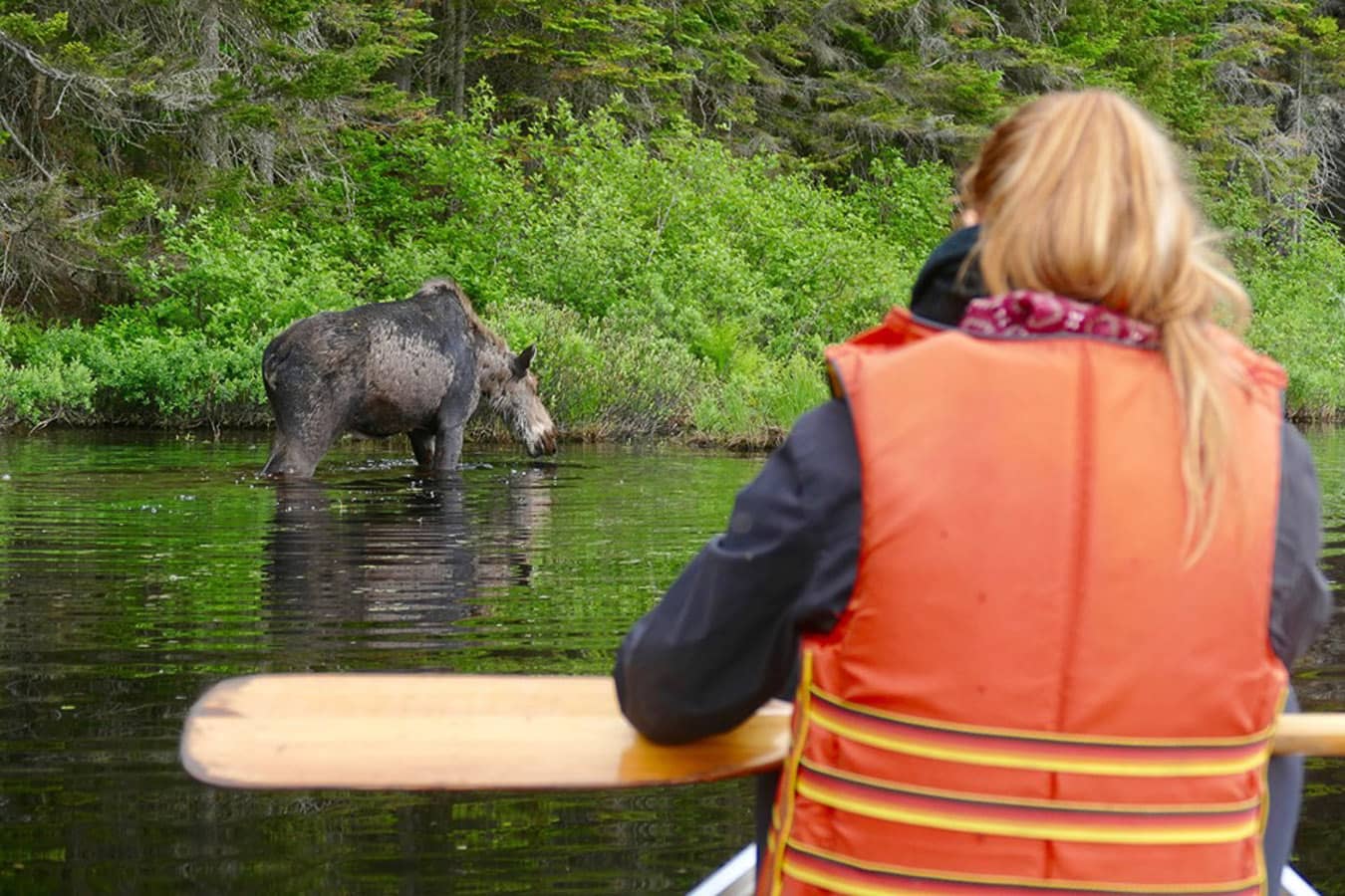 Observation orignaux Shawinigan (parc national de la Mauricie) - Crédits Robert Cyr