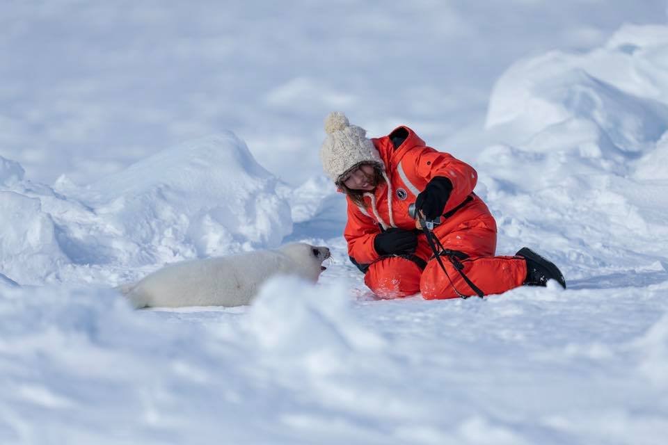 © Hôtels Accents : Phoque avec un enfant
