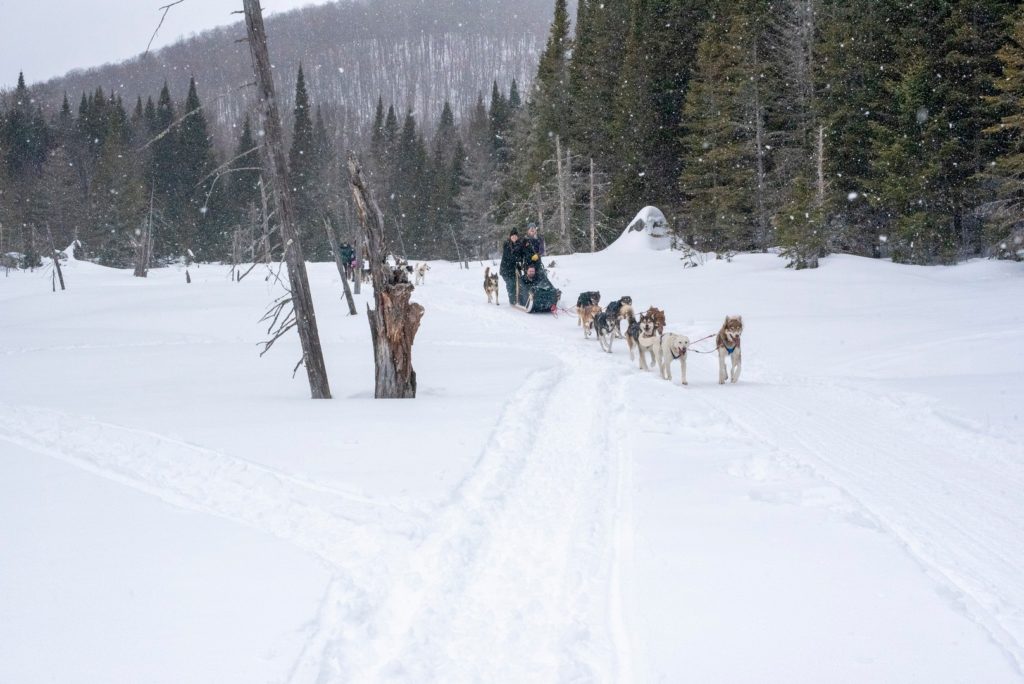 © Kanatha-Aki : Balade en traineau de chiens 