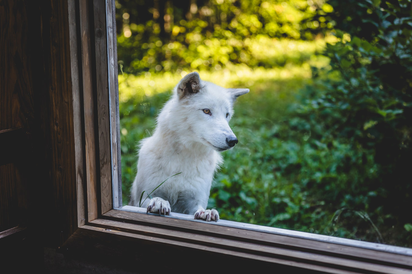 Si vous vous demandez quoi faire en Gaspésie, testez donc le forfait "Dormir avec les loups" au Bioparc - Photo B. Daoust