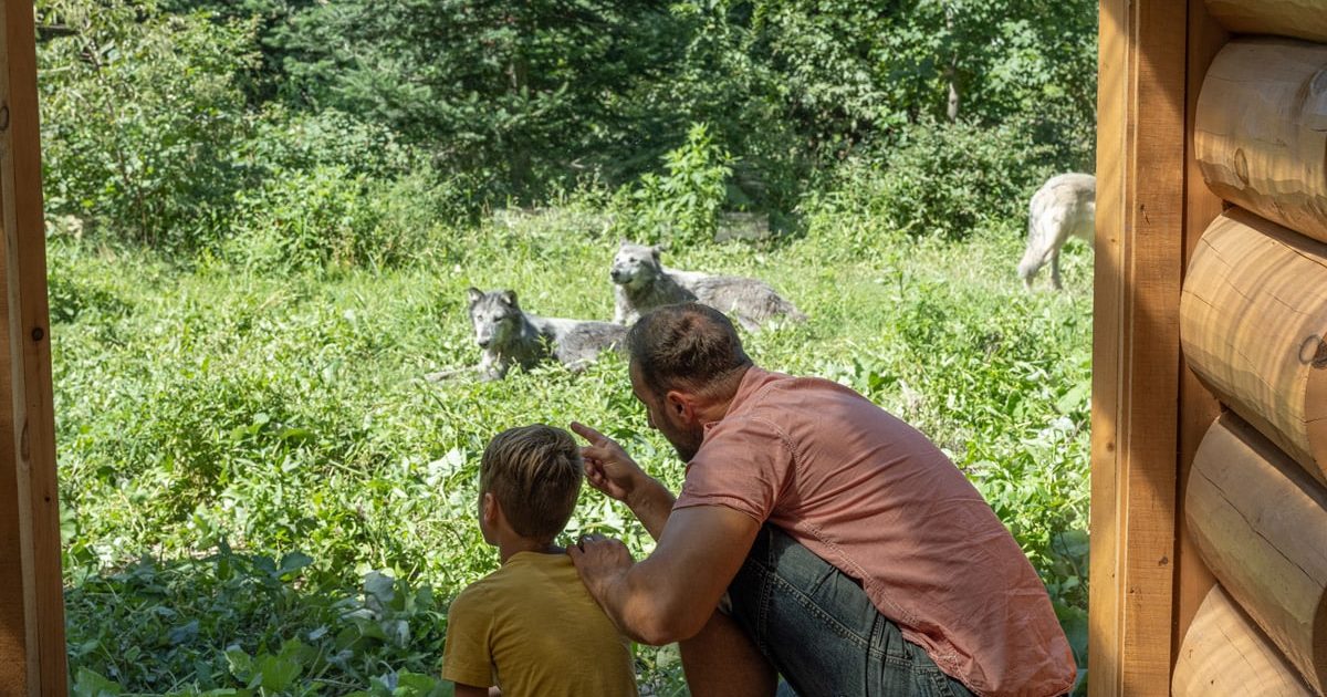 Observation des loups au Parc Oméga