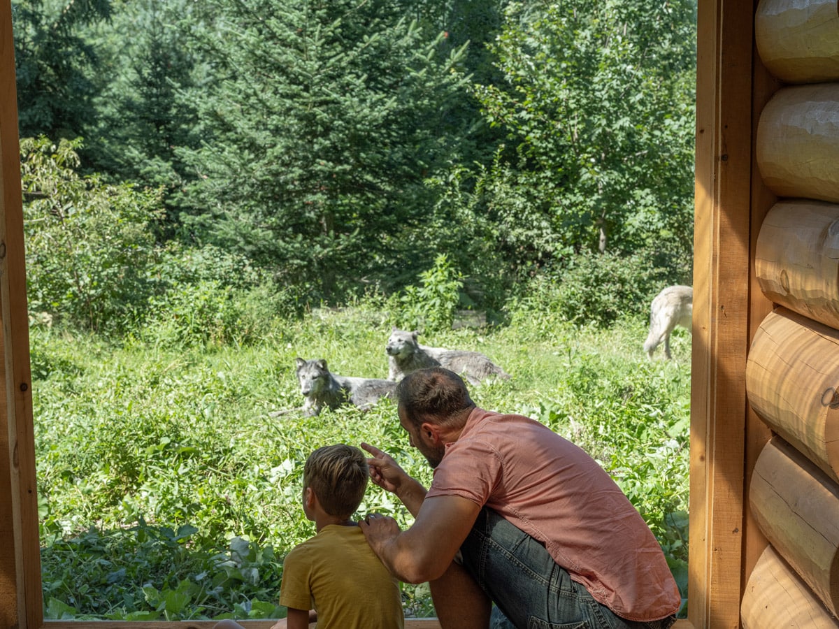 Observation des loups au Parc Oméga