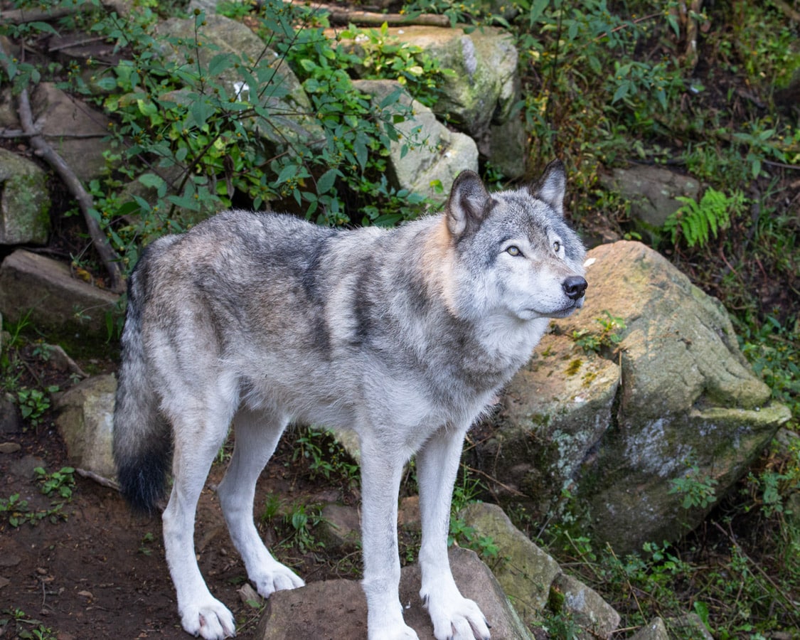 Observation des loups au Parc Oméga