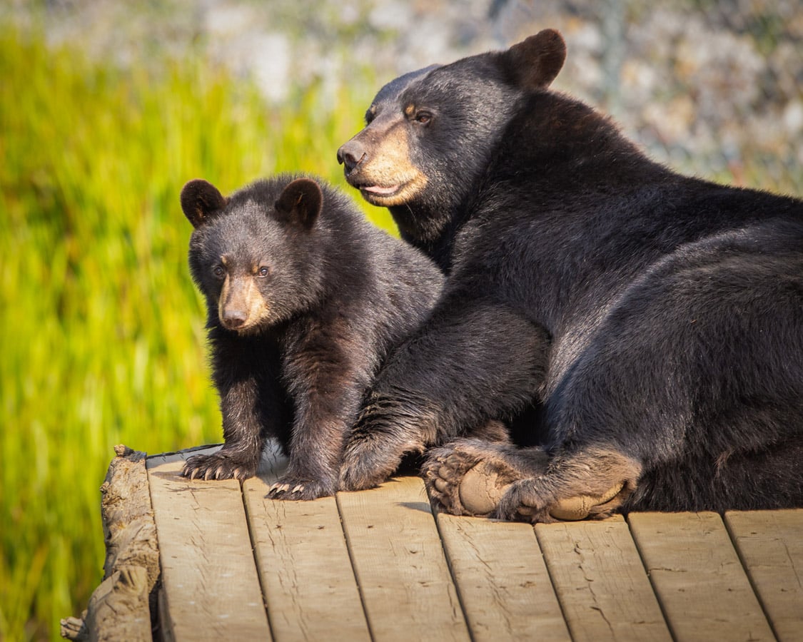 Observation de la faune au Québec : les ours bruns du Parc Oméga
