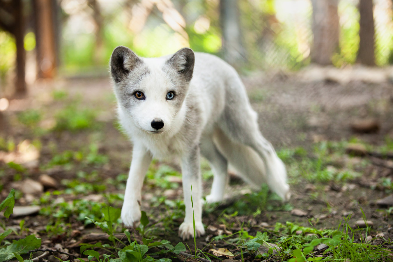 A faire en Gaspésie : aller à la encontre des louveteaux dans le Bioparc de la Gaspésie - Photo Roger Saint-Laurent
