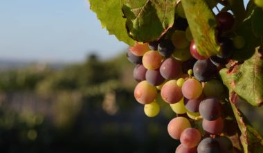 Vigne avec raison au Québec