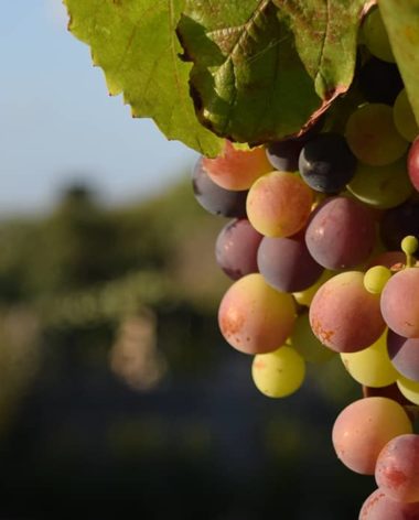 Vigne avec raison au Québec