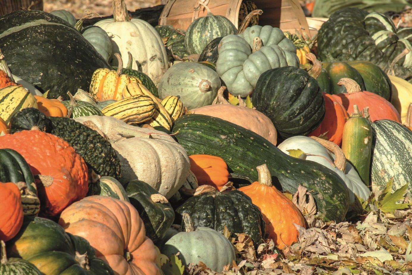© Christian Rouleau : champs de courge, citrouille