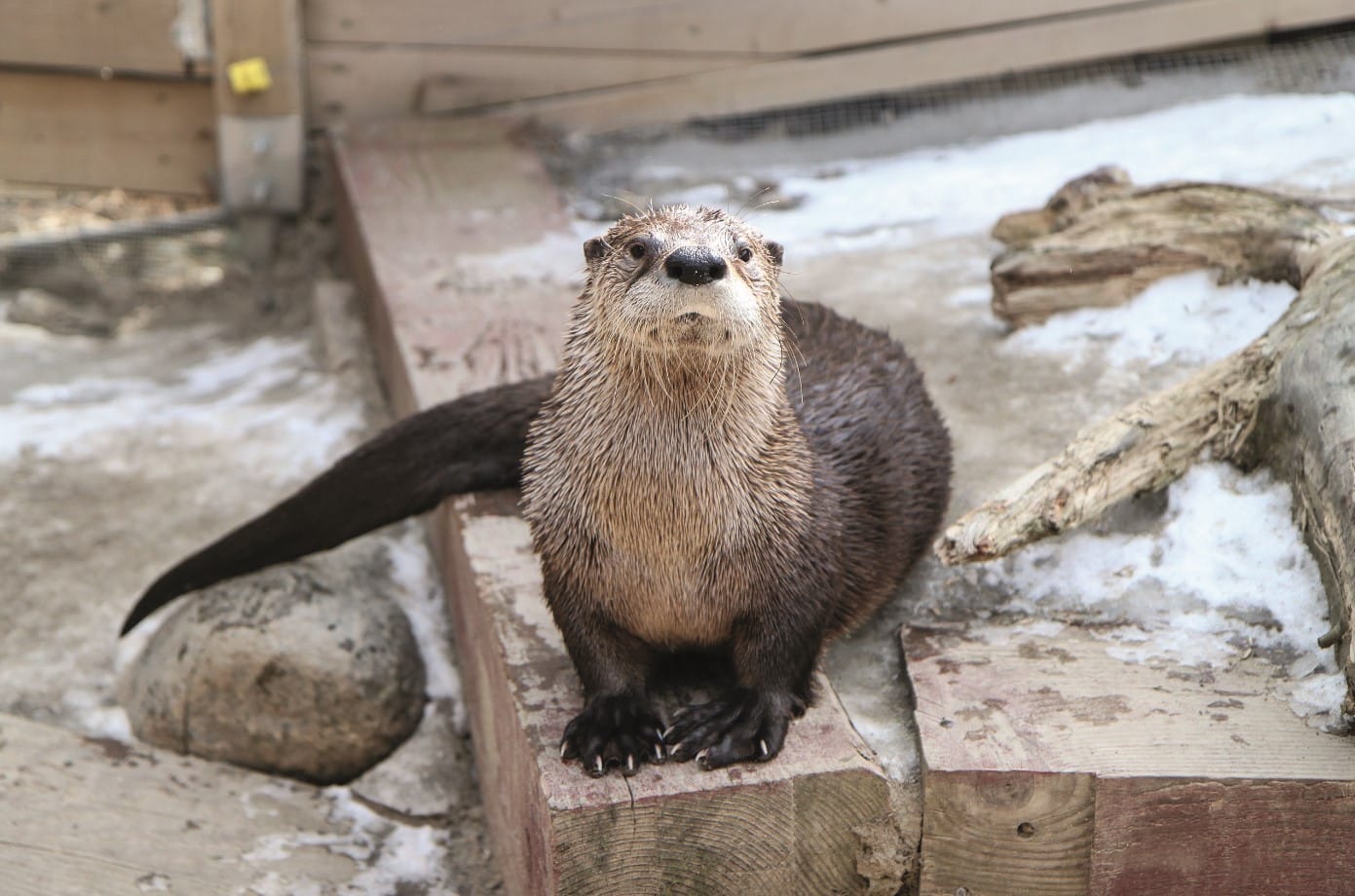 © Coralie Lacoursière : loutre mouillée