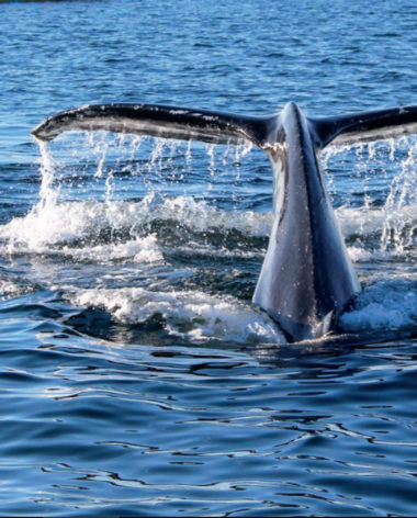 © Croisières AML - Maxim Tremblay