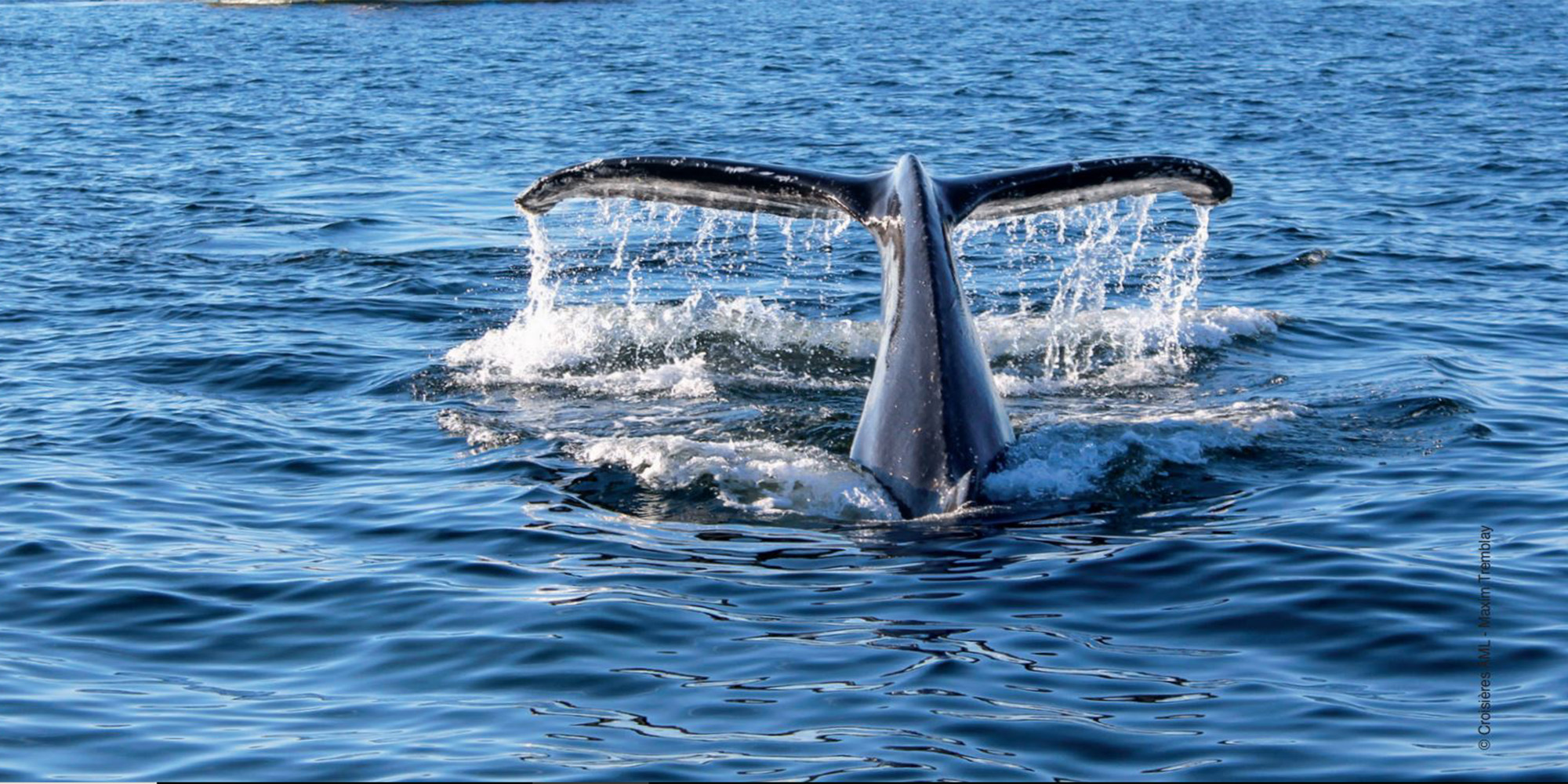 © Croisières AML - Maxim Tremblay