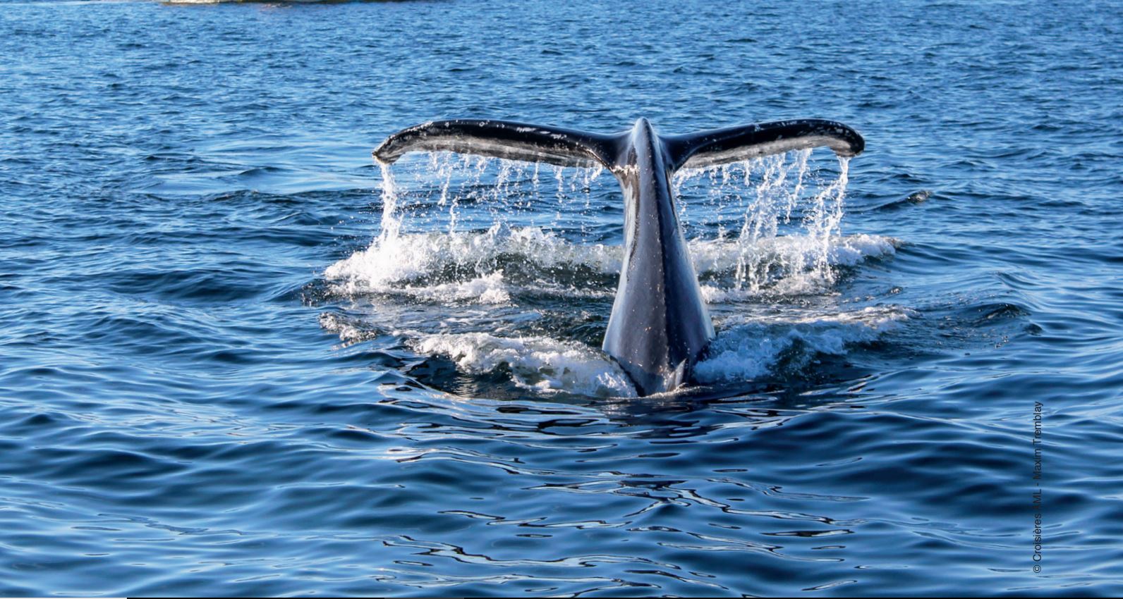 Queue de baleine à Tadoussac - Photo prise depuis une embarcation de Croisières AML