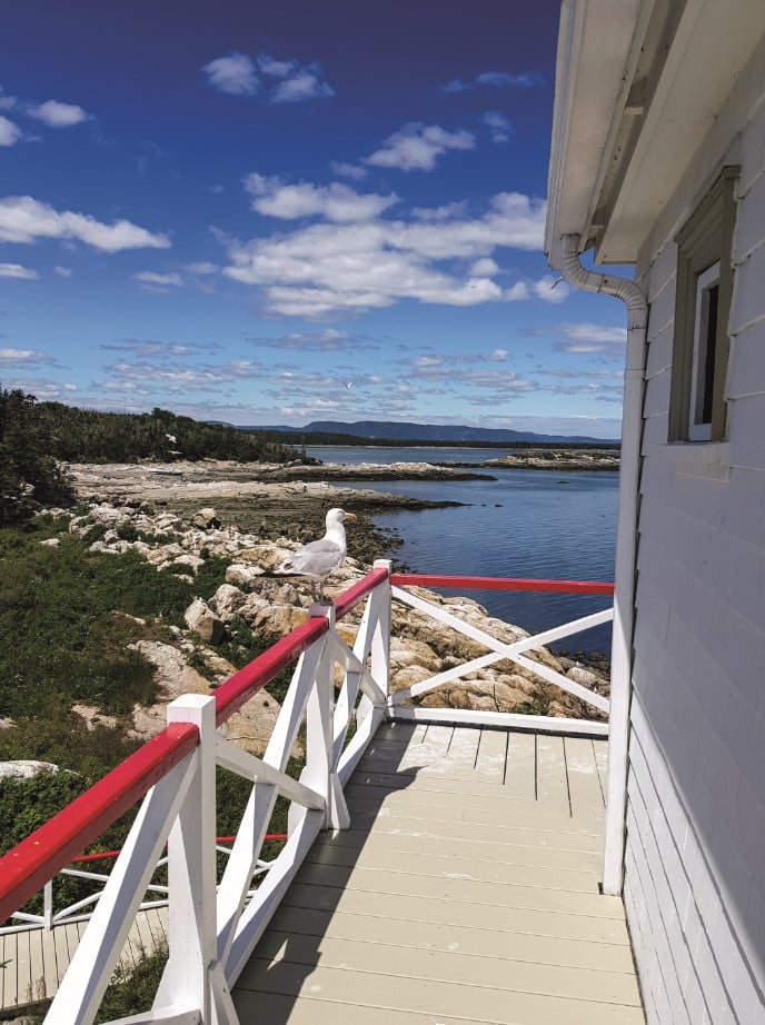 © David Lang : mouette sur un rebord de chalet