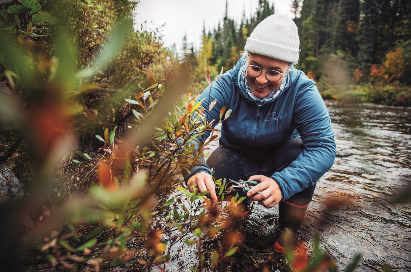 © Distillerie du Fjord : cueillette de plantes pour la distillerie