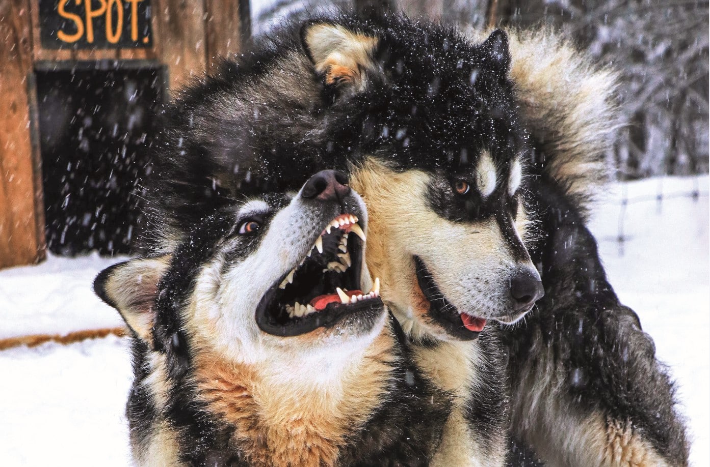 © Entre chien et loup - Cédric Toi : moment d'échange entre deux chiens loups