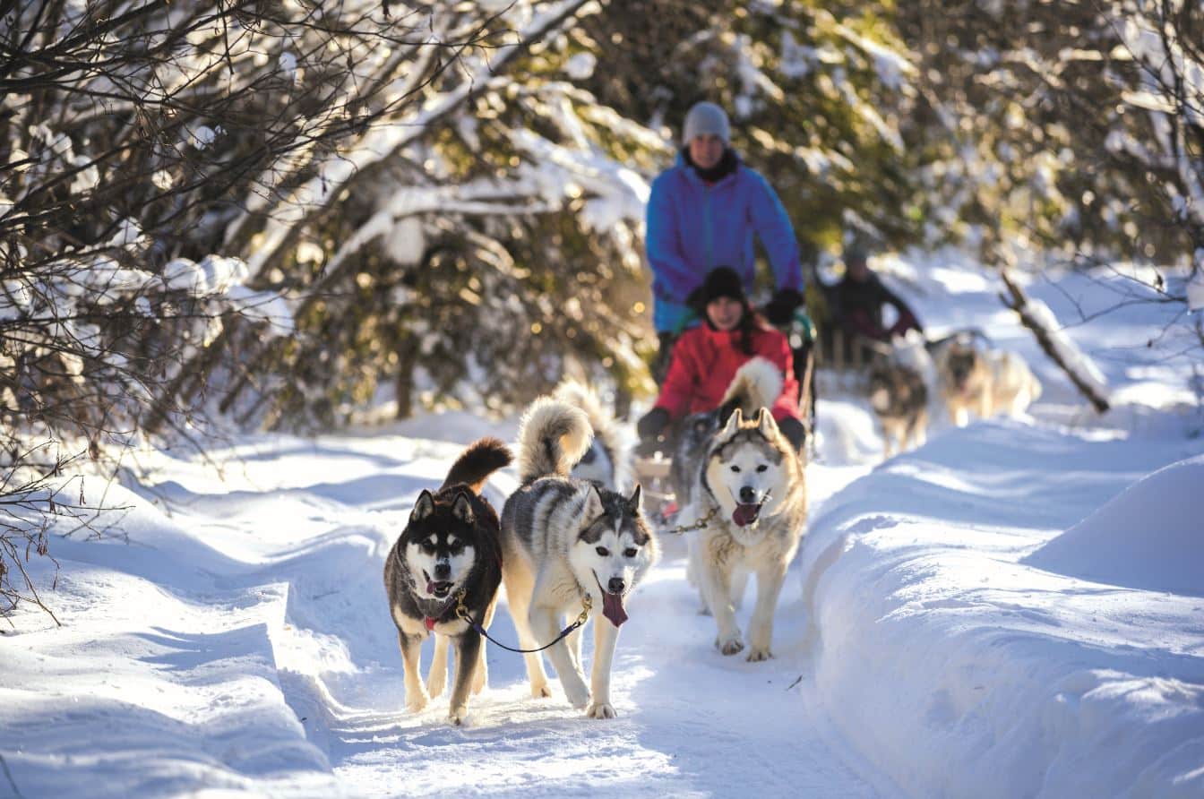 Balade en traineau à chiens : une des 10 activités à faire au Québec © Francis Gagnon / Destination Québec cité