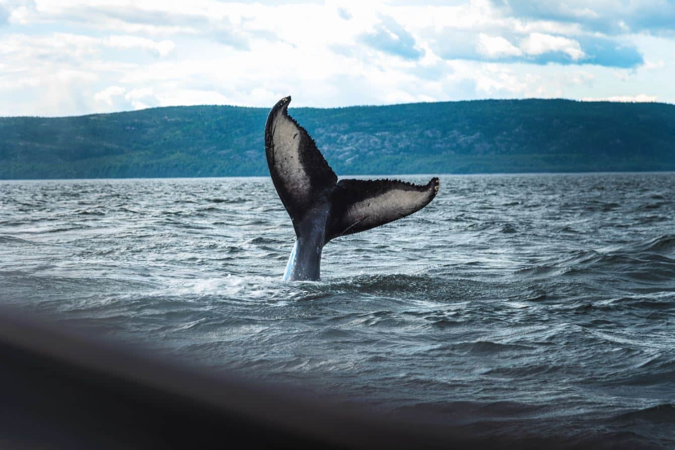 Observation des baleines lors d'une croisière sur le Saint-Laurent © Jaunathan Gagnon / Unsplash