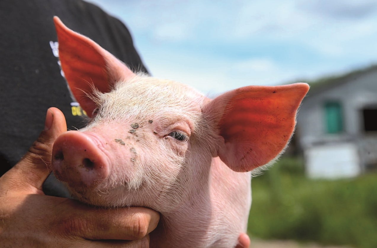 © Les Viandes bio de Charlevoix : cochon dans les main d'une personne