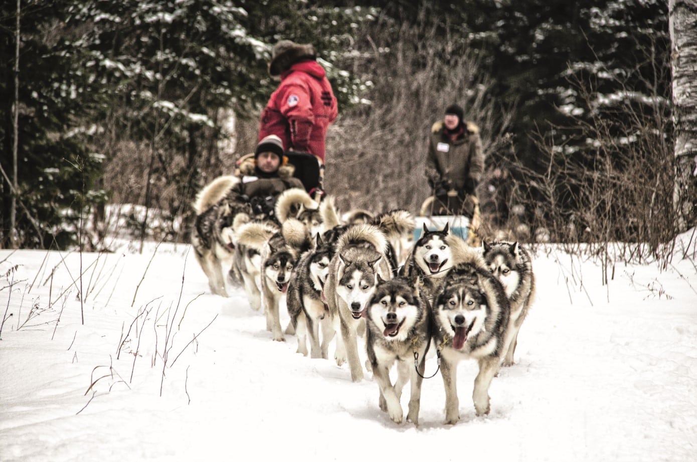 © Loopingtravel - Fabien di Scala : promenade en groupe en traineau à chiens